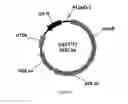 Fig. 46 - ENGINEERED MICROOGRANISMS CAPABLE OF PRODUCING TARGET COMPOUNDS UNDER ANAEROBIC CONDITIONS