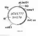 Fig. 47 - ENGINEERED MICROOGRANISMS CAPABLE OF PRODUCING TARGET COMPOUNDS UNDER ANAEROBIC CONDITIONS