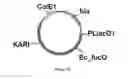 Fig. 50 - ENGINEERED MICROOGRANISMS CAPABLE OF PRODUCING TARGET COMPOUNDS UNDER ANAEROBIC CONDITIONS