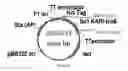 Fig. 63 - ENGINEERED MICROOGRANISMS CAPABLE OF PRODUCING TARGET COMPOUNDS UNDER ANAEROBIC CONDITIONS