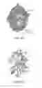 Fig. 08 - Photoreactive regulator of protein function and methods of use thereof