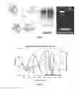Fig. 06 - Fluorogenic compounds converted to fluorophores by photochemical or chemical means and their use in biological systems