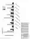 Fig. 90 - Differentiation of Pluripotent Stem Cells