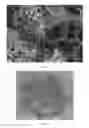 Fig. 04 - Macroporous Microcarrier Specific to Liver Cell, Preparation Method and Use Thereof