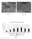 Fig. 06 - Macroporous Microcarrier Specific to Liver Cell, Preparation Method and Use Thereof