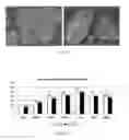 Fig. 08 - Macroporous Microcarrier Specific to Liver Cell, Preparation Method and Use Thereof
