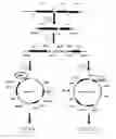Fig. 01 - Process for chromosomal integration and DNA sequence replacement in clostridia