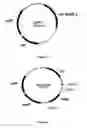 Fig. 03 - Process for chromosomal integration and DNA sequence replacement in clostridia