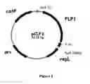 Fig. 04 - Process for chromosomal integration and DNA sequence replacement in clostridia