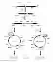 Fig. 05 - Process for chromosomal integration and DNA sequence replacement in clostridia