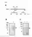 Fig. 33 - GENES AND POLYPEPTIDES RELATING TO HUMAN COLON CANCERS