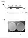 Fig. 35 - GENES AND POLYPEPTIDES RELATING TO HUMAN COLON CANCERS
