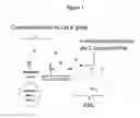 Fig. 02 - Amino acid-based compounds, their methods of use, and methods of screening