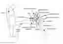 Fig. 01 - Controlled-release CNS modulating compositions and methods for the treatment of otic disorders