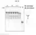 Fig. 07 - Multifunctional aptamer-nucleic acid nanostructures for tumor-targeted killing