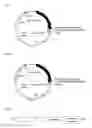 Fig. 02 - Antibiotic comprising an antibody mimetic, its preparation methods and uses thereof