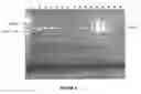 Fig. 07 - Nanoparticles for Manipulation of Biopolymers