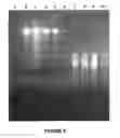 Fig. 09 - Nanoparticles for Manipulation of Biopolymers