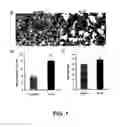 Fig. 13 - Uses of IL-12 in hematopoiesis