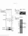 Fig. 02 - Screening method utilizing thalidomide-targeting factor