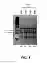 Fig. 02 - Methods and compositions for gene correction