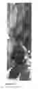 Fig. 09 - Method for providing fertile plants via induction of BBM during transformation