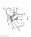 Fig. 07 - Non-choking harness for pet