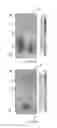 Fig. 06 - Apparatus for wireless communication comprising a loop like antenna