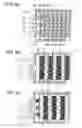 Fig. 07 - Stereoscopic image display device using a barrier liquid crystal device