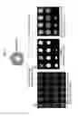 Fig. 03 - Medical image display processing method, device, and program