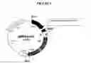 Fig. 02 - CELLS GENETICALLY MODIFIED TO COMPRISE PANCREATIC ISLET GLUCOKINASE AND USES THEREOF
