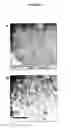 Fig. 09 - CELLS GENETICALLY MODIFIED TO COMPRISE PANCREATIC ISLET GLUCOKINASE AND USES THEREOF