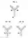 Fig. 06 - Carrier immunoglobulins