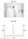 Fig. 09 - Carrier immunoglobulins