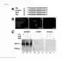 Fig. 02 - Sodium pump antibody agonists and methods of treating heart disease using the same