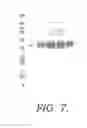 Fig. 06 - Method of producing a lipolytic enzyme