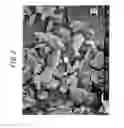 Fig. 03 - Hexagonal boron nitride powder having specific bulk density and residual Fe particles, and method for producing same