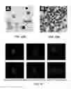 Fig. 37 - Devices and method for enrichment and alteration of cells and other particles