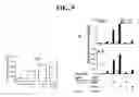 Fig. 09 - Multicellular organotypic model of human intestinal mucosa