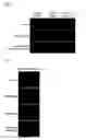 Fig. 03 - METHOD OF REGENERATING  ELASTIC FIBER AND SCREENING METHOD