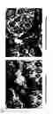 Fig. 06 - METHOD OF REGENERATING  ELASTIC FIBER AND SCREENING METHOD