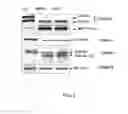 Fig. 02 - SYNAPTOTAGMIN AND COLLAPSIN RESPONSE MEDIATOR PROTEIN AS BIOMARKERS FOR TRAUMATIC BRAIN INJURY
