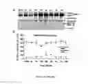 Fig. 07 - SYNAPTOTAGMIN AND COLLAPSIN RESPONSE MEDIATOR PROTEIN AS BIOMARKERS FOR TRAUMATIC BRAIN INJURY