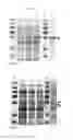 Fig. 04 - Protein production