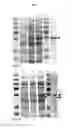 Fig. 05 - Protein production