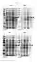 Fig. 07 - Protein production