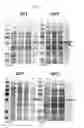 Fig. 09 - Protein production