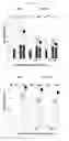 Fig. 15 - Protein production