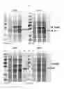 Fig. 16 - Protein production