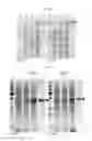 Fig. 17 - Protein production